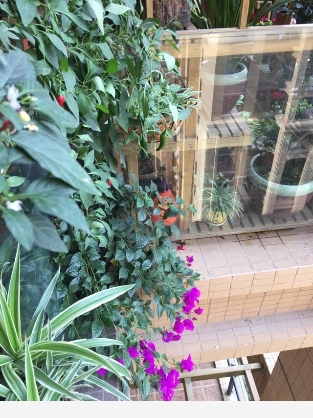 如何在房內種大量的花草綠植？-6738262497896的回答
