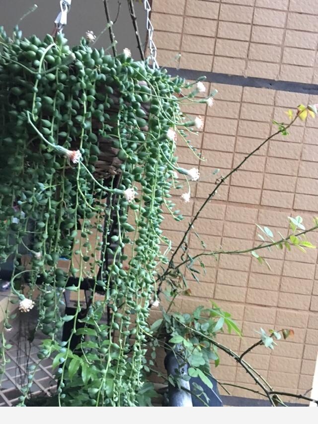 如何在房內種大量的花草綠植？-6738262497896的回答