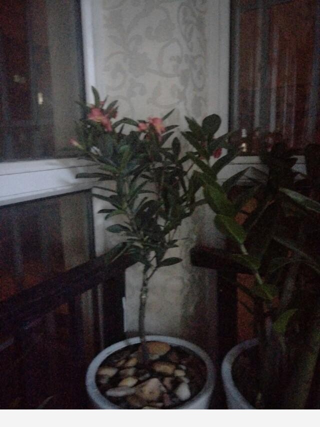 如何在房內種大量的花草綠植？-永恆島的回答