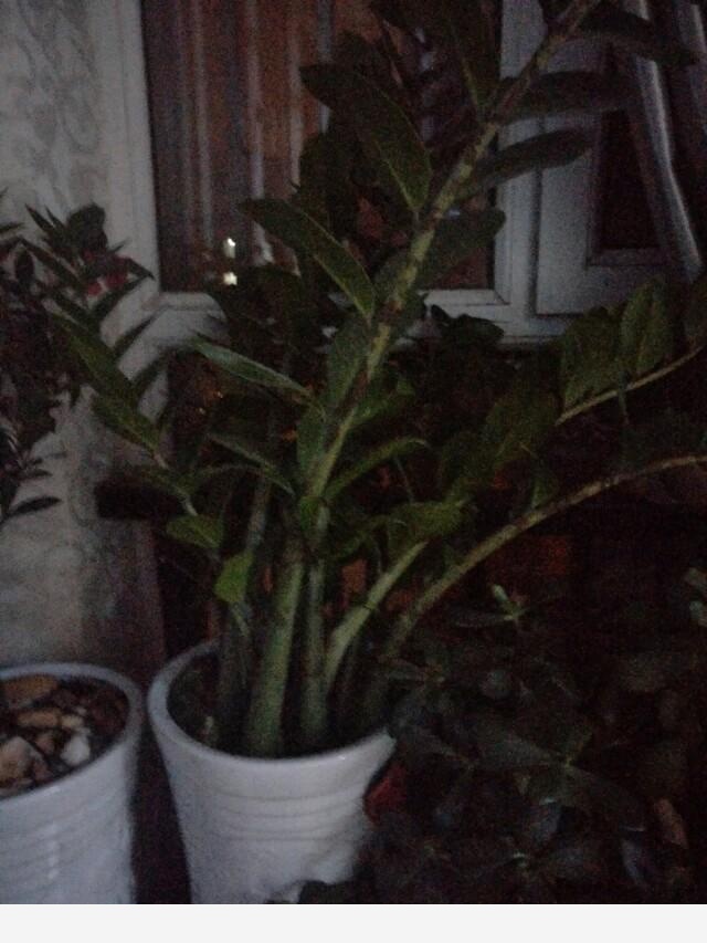 如何在房內種大量的花草綠植？-永恆島的回答