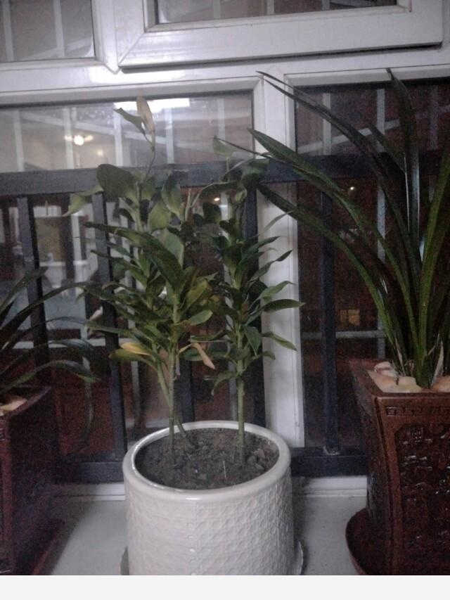 如何在房內種大量的花草綠植？-永恆島的回答