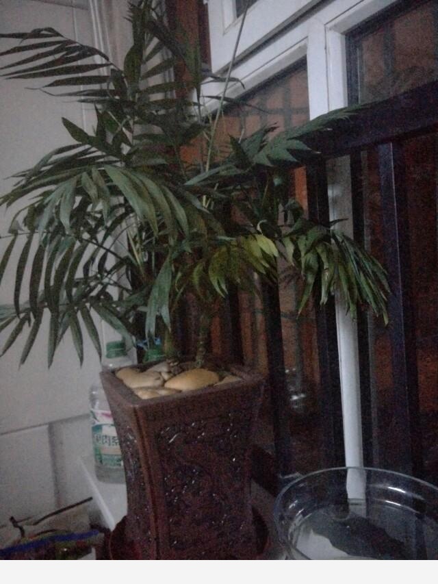如何在房內種大量的花草綠植？-永恆島的回答