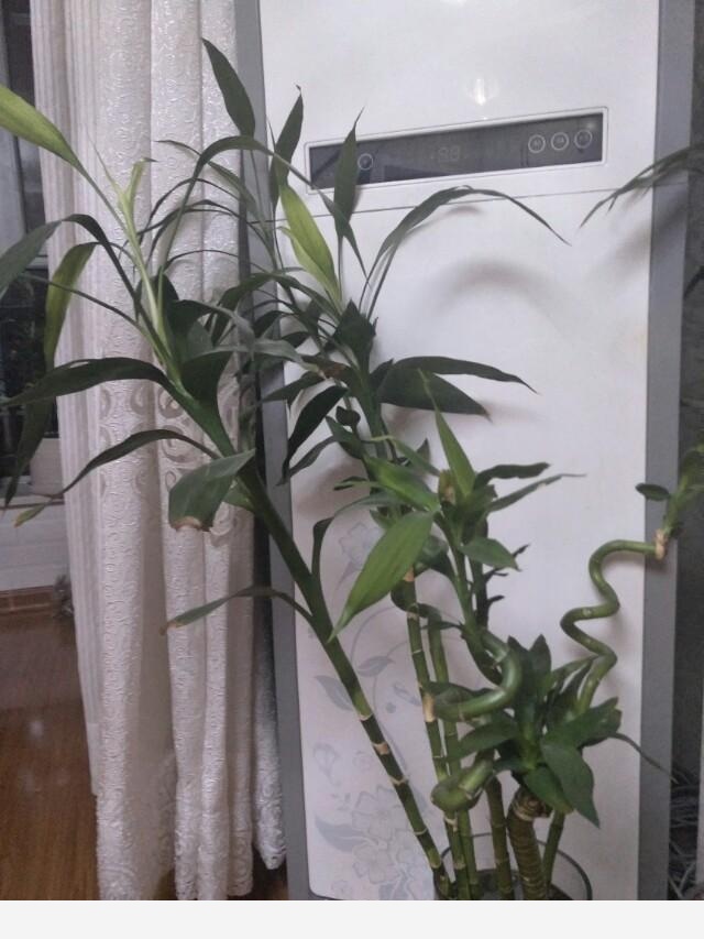 如何在房內種大量的花草綠植？-永恆島的回答