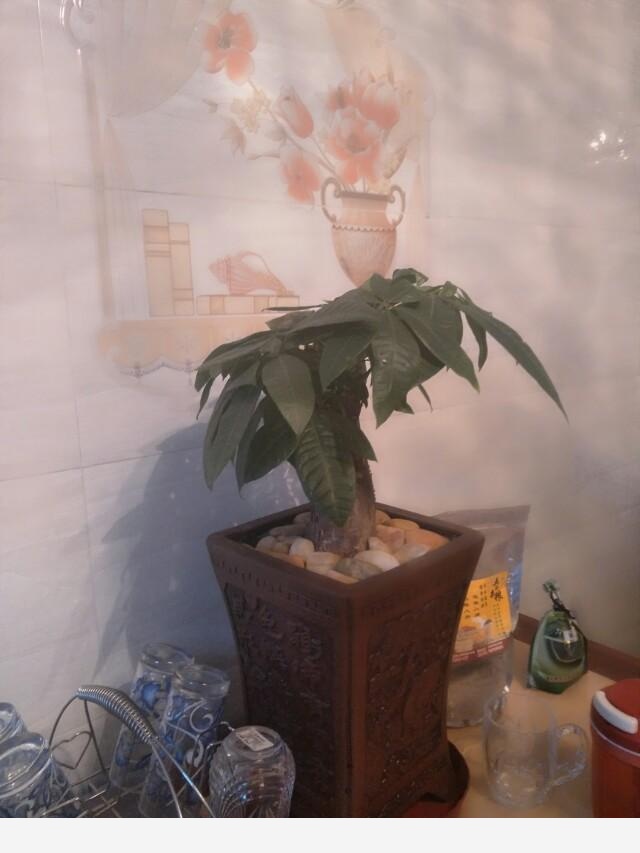 如何在房內種大量的花草綠植？-永恆島的回答