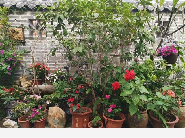 樓頂可以養花嗎？怎麼養好？-享受花花時光的回答