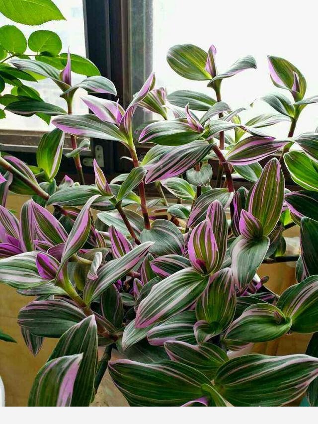 怎麼種花？有哪些種植技巧？-養花大全的回答