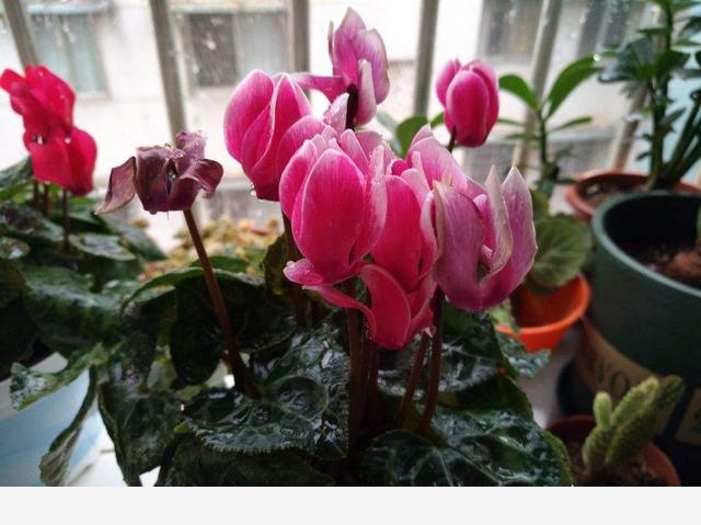 怎麼種花？有哪些種植技巧？-養花大全的回答