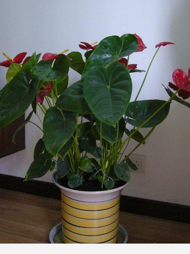 怎麼種花？有哪些種植技巧？-榴花小農的回答