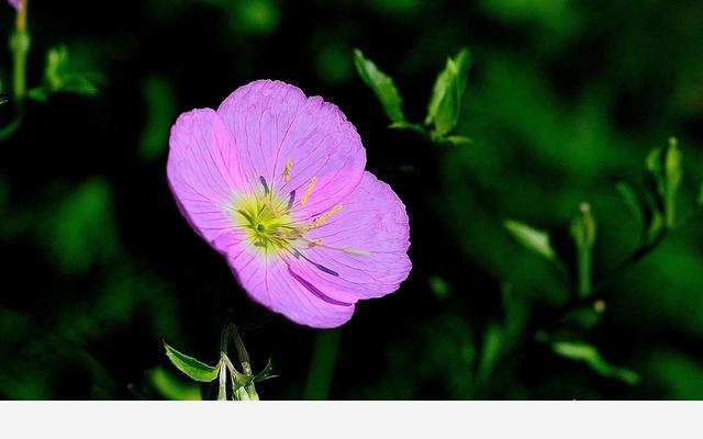 如何才能把花養好？-園藝印象的回答