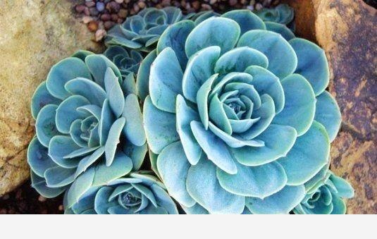 如何才能把花養好？-園藝印象的回答