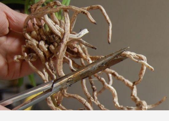 如何才能把花養好？-園藝印象的回答