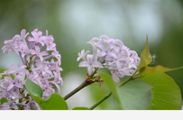 如何才能把花養好？-花間草的回答