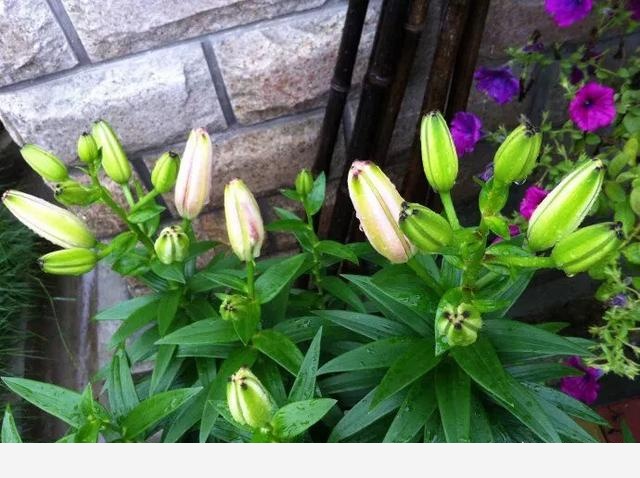 如何才能把花養好？-小雅在陽臺的回答