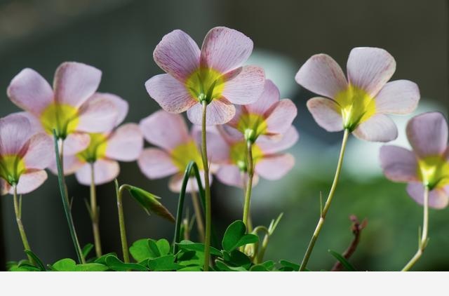 如何才能把花養好？-養花那點事的回答