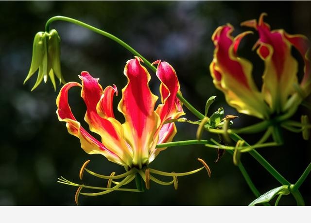 如何才能把花養好？-養花那點事的回答