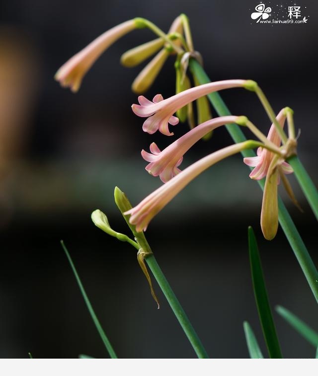 如何才能把花養好？-養花那點事的回答