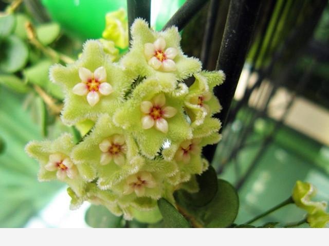 如何才能把花養好？-花痴的回答