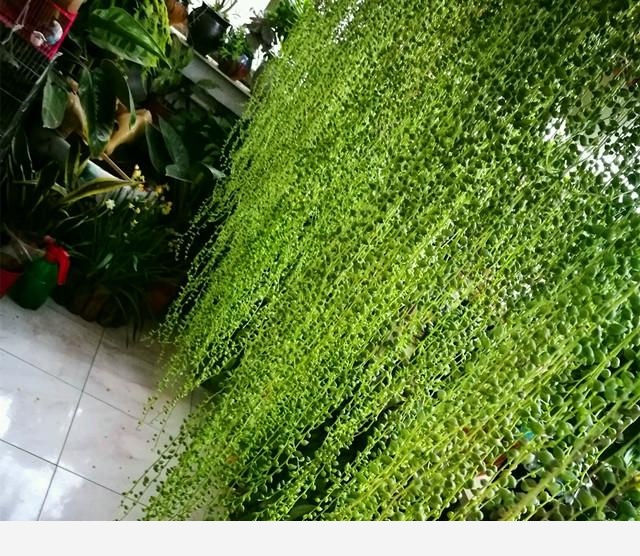 如何才能把花養好？-花痴的回答