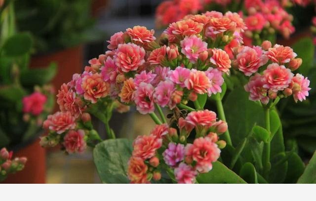 如何才能把花養好？-劉子恆Lockie的回答