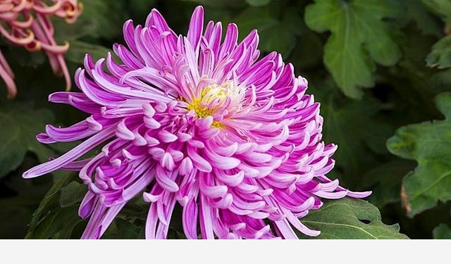 如何才能把花養好？-養花種草汪汪汪大汪的回答