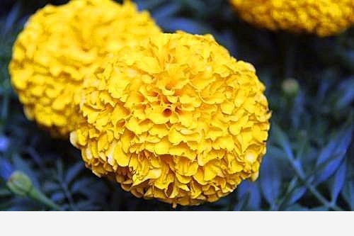 如何才能把花養好？-養花種草汪汪汪大汪的回答