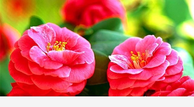 如何才能把花養好？-養花種草汪汪汪大汪的回答
