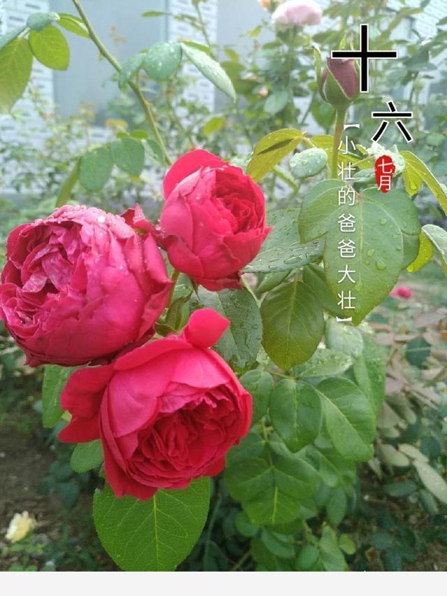 如何才能把花養好？-書香庭院的玉痕的回答