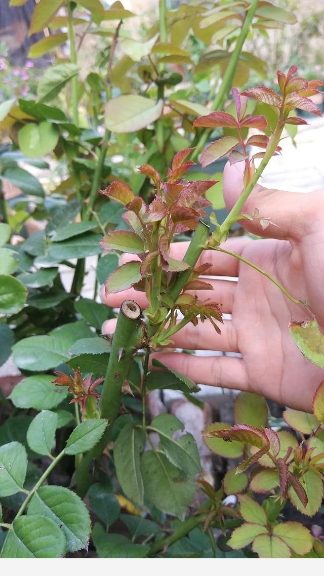 如何才能把花養好？-書香庭院的玉痕的回答
