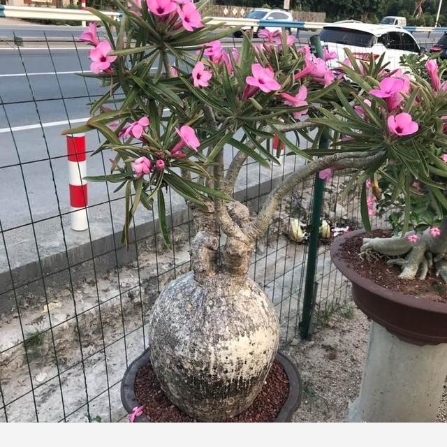 如何才能把花養好？-書香庭院的玉痕的回答