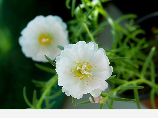 家庭盆栽養花,什麼種類開花且容易養？-園藝印象的回答