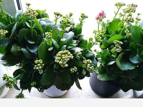 家庭盆栽養花,什麼種類開花且容易養？-園藝印象的回答