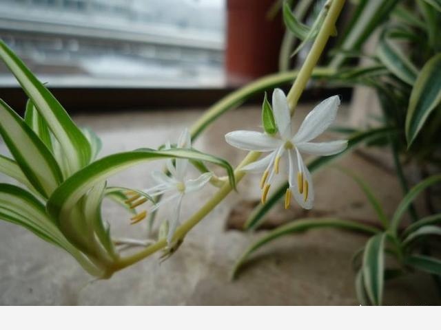 家庭盆栽養花,什麼種類開花且容易養？-園藝印象的回答