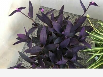 家庭盆栽養花,什麼種類開花且容易養？-園藝印象的回答