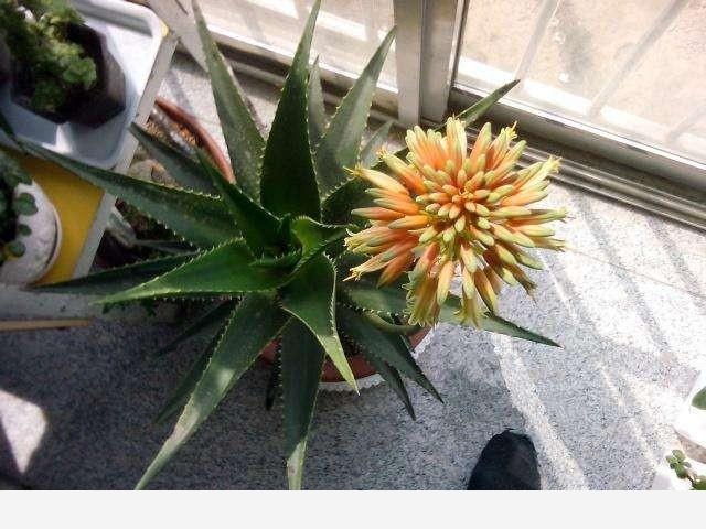 家庭盆栽養花,什麼種類開花且容易養？-園藝印象的回答