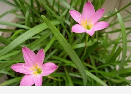 家庭盆栽養花,什麼種類開花且容易養？-園藝印象的回答