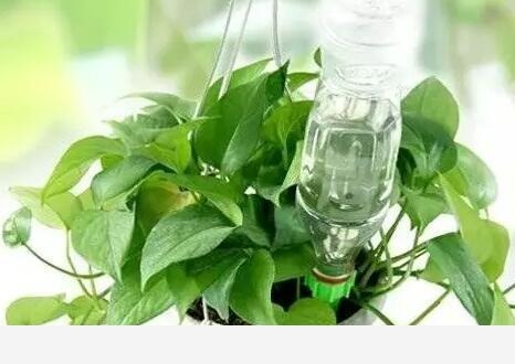 在家中養花需要注意什麼？-盆栽小棧的回答