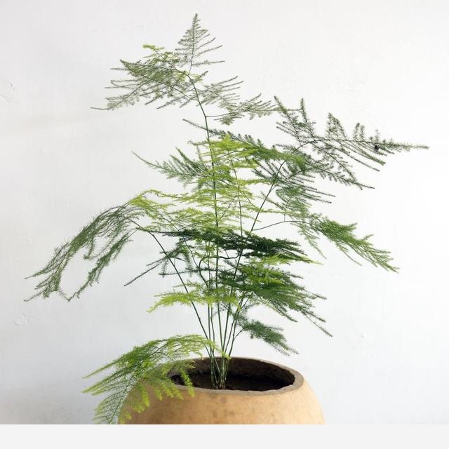 怎麼澆花，花才不會死？-劉子恆Lockie的回答