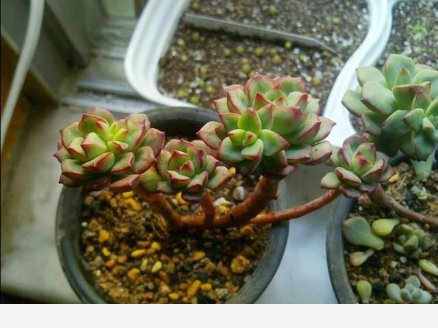 怎麼澆花，花才不會死？-劉子恆Lockie的回答
