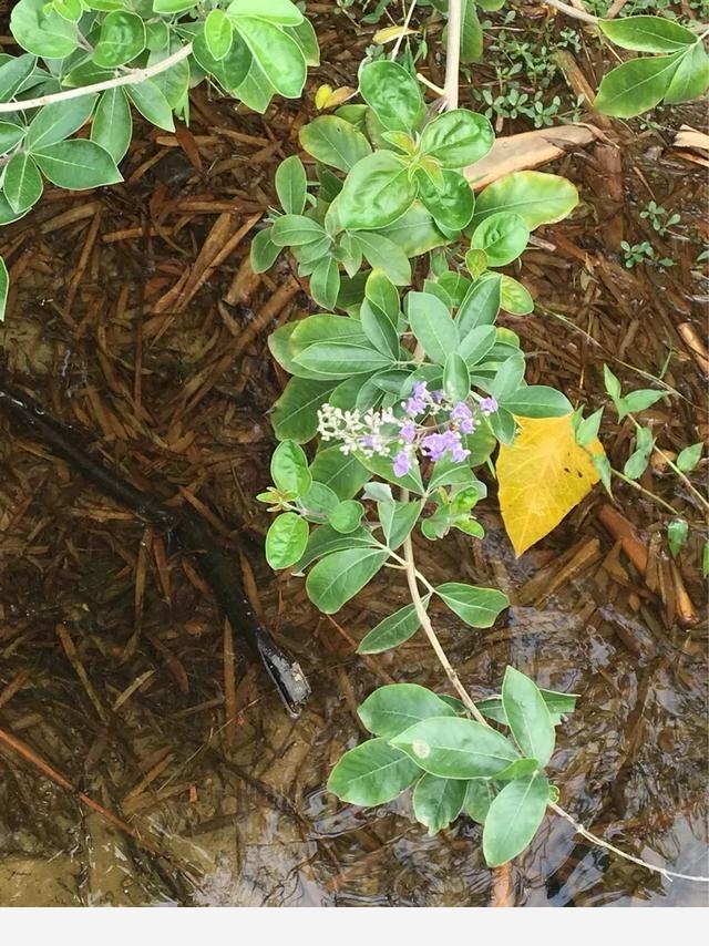 怎麼澆花，花才不會死？-養花交流的回答