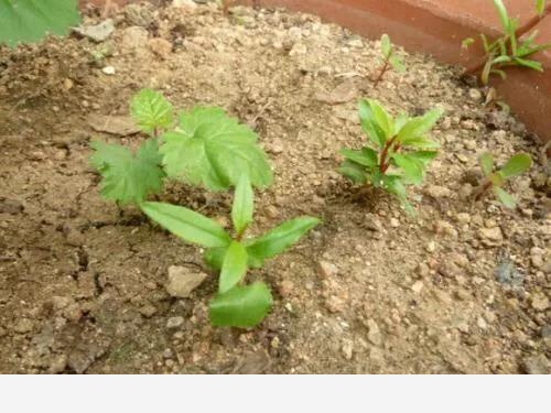 怎麼澆花，花才不會死？-養花交流的回答