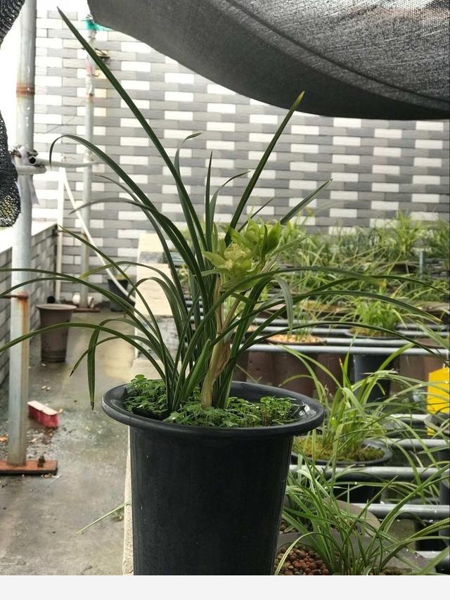 怎麼澆花，花才不會死？-花間草的回答