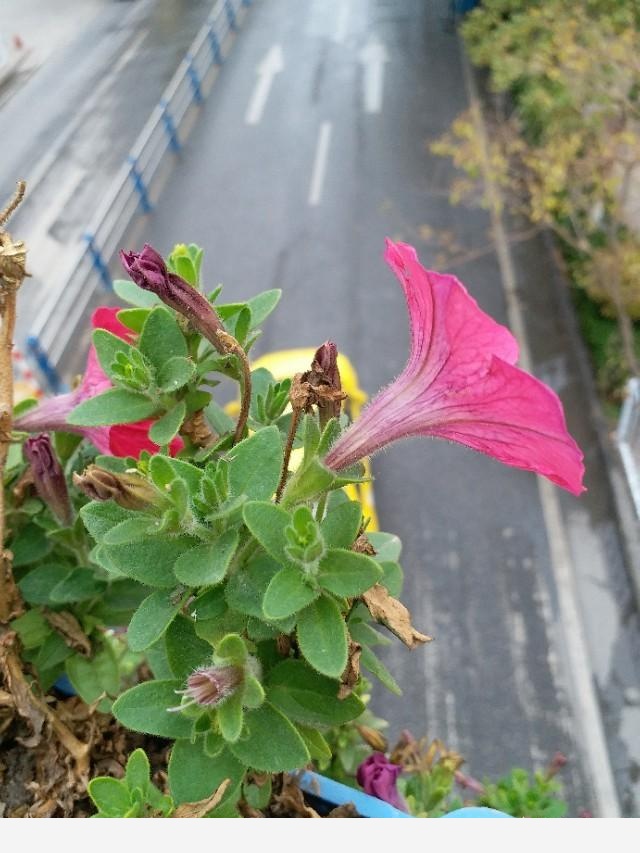 怎麼澆花，花才不會死？-花間草的回答