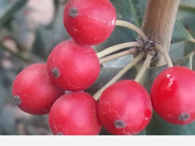 怎麼澆花，花才不會死？-百花雜壇的回答