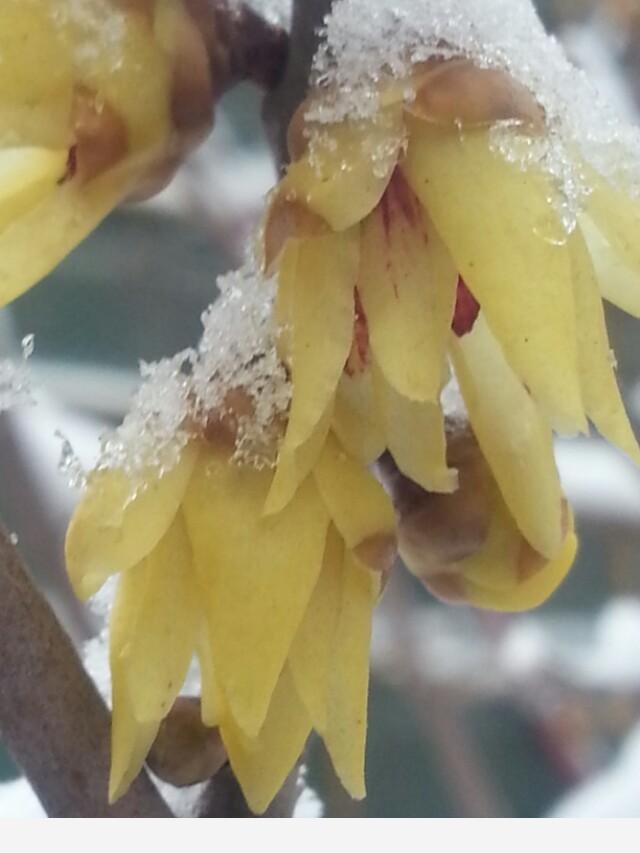 怎麼澆花，花才不會死？-百花雜壇的回答