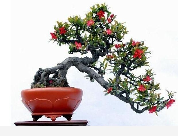 怎麼澆花，花才不會死？-木頭工程師的回答