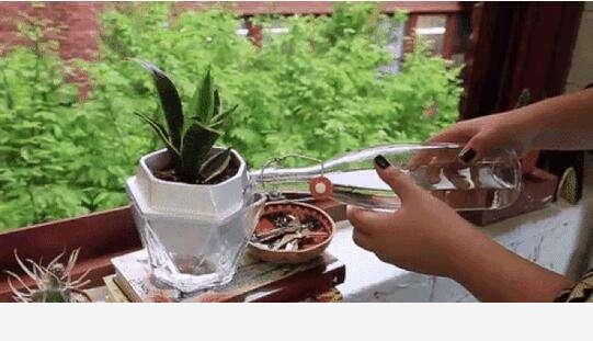 怎麼澆花，花才不會死？-木頭工程師的回答