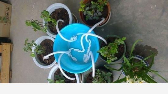 怎麼澆花，花才不會死？-木頭工程師的回答