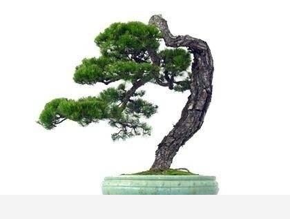 怎麼澆花，花才不會死？-木頭工程師的回答