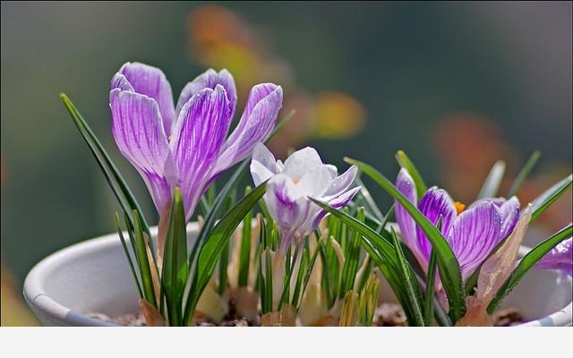 怎麼澆花，花才不會死？-花痴的回答