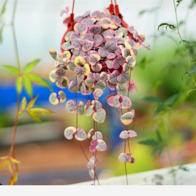 室內光線不足如何養花？-眠雲卧雪的回答